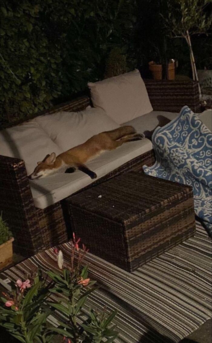 Fox stretched out sleeping on an outdoor sofa at night, showing an interesting moment people wanted to share on the internet.