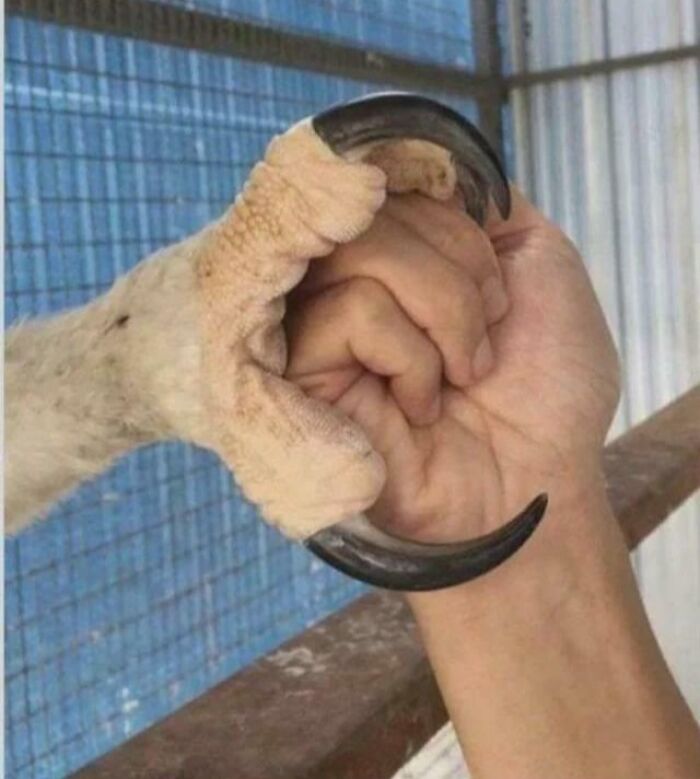 Human hand and large bird claw interlocking, showing an interesting and unusual grip in close-up view.