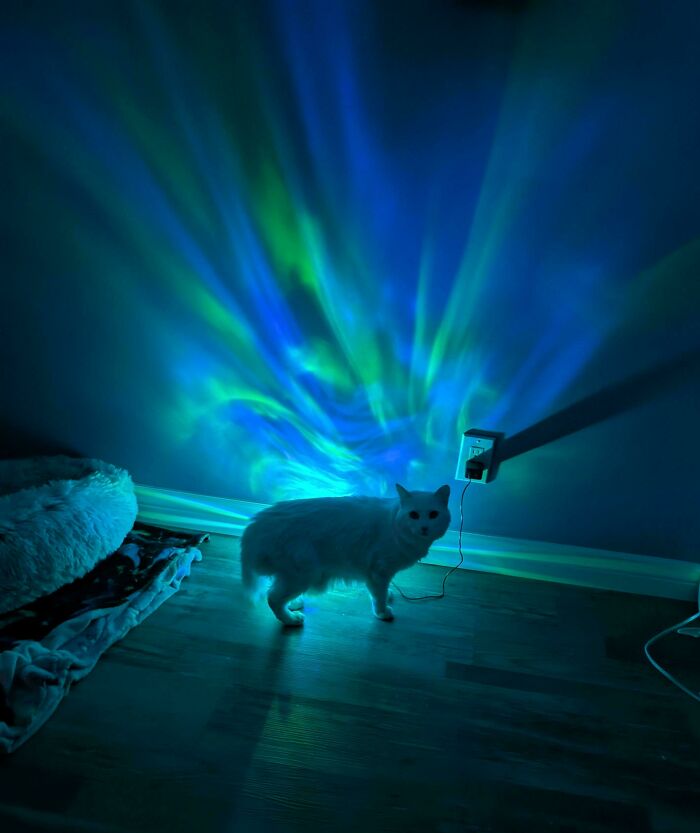 White cryptid cat standing on wooden floor with colorful blue and green light patterns on the wall behind it at night.