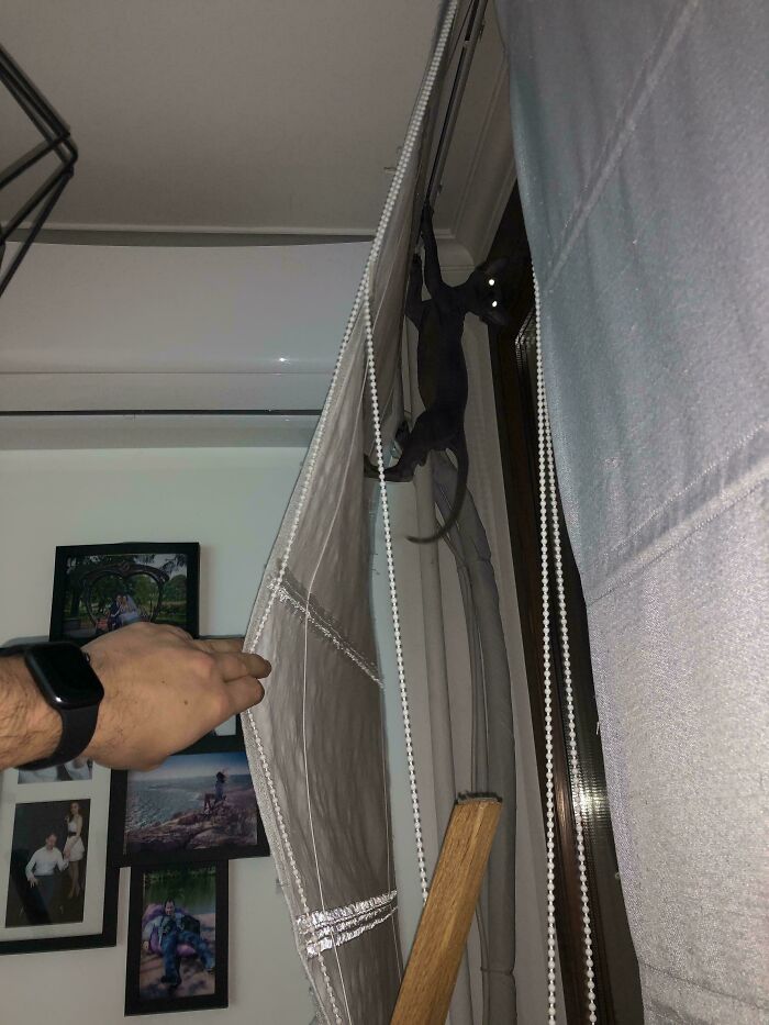 Sleek cryptid cat with glowing eyes climbing between window curtains inside a home at night.