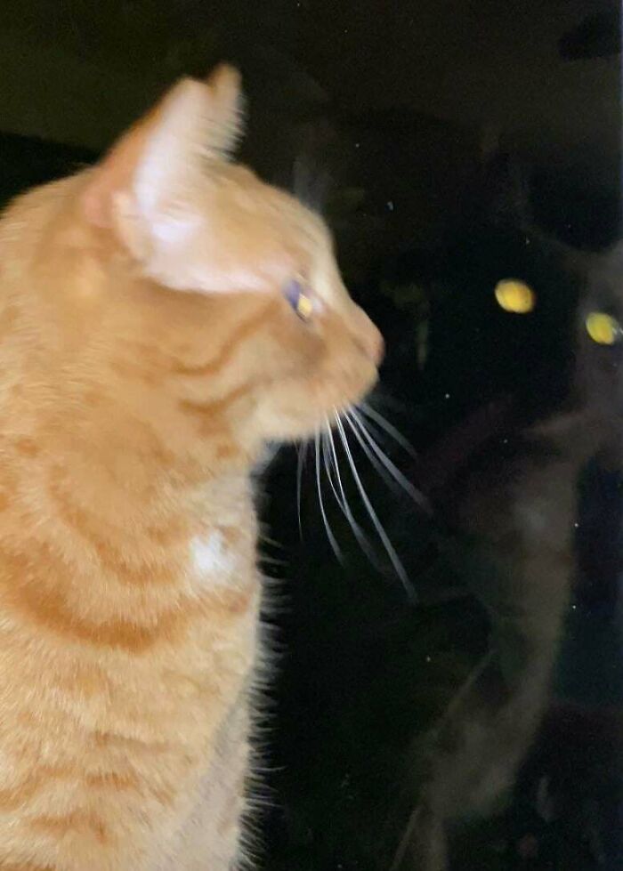 Orange tabby cat staring at its reflection in a dark window, creating an eerie cryptid cats effect with glowing eyes.
