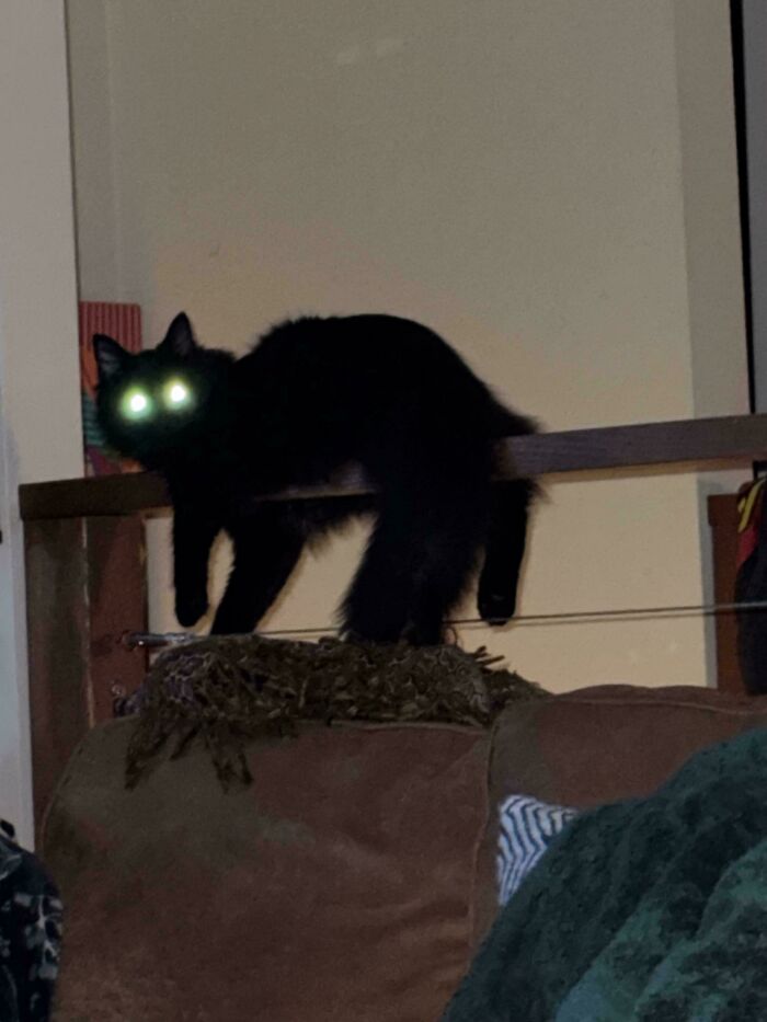 Black cryptid cat with glowing eyes perched on a wooden railing above a couch in a dimly lit room.