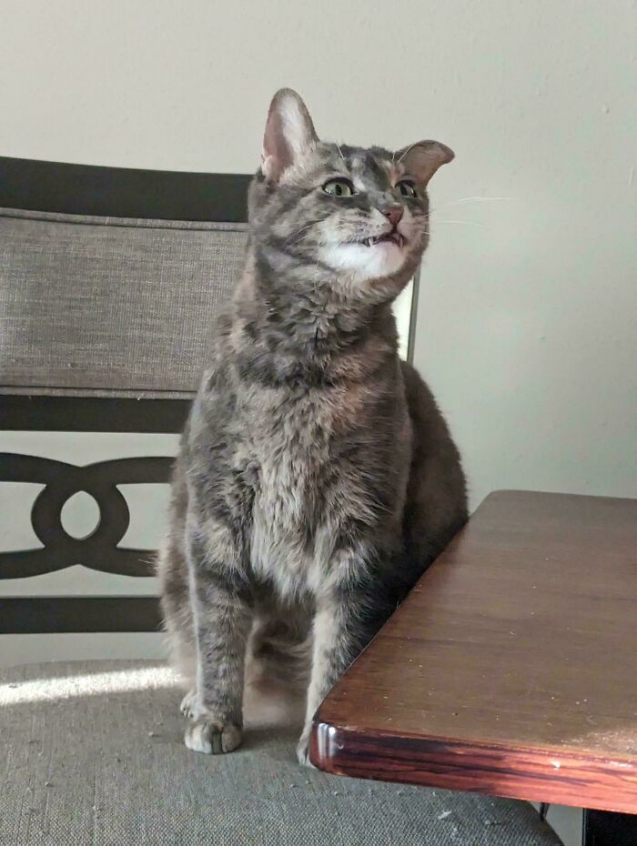 Gray cryptid cat with an unusual expression sitting on a chair next to a wooden table indoors.