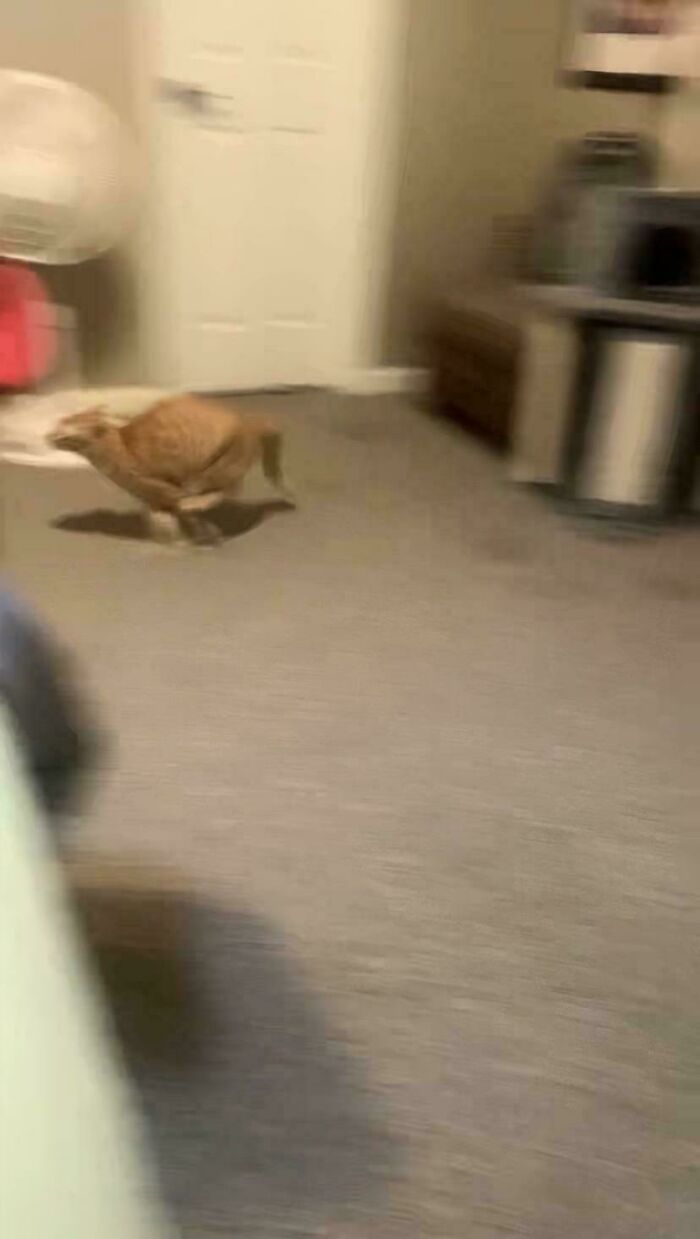 Blurry image of a cryptid cat running fast across a carpeted room with furniture in the background.