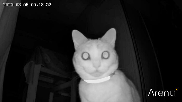Night vision image of a cryptid cat with glowing eyes caught on camera, sparking curiosity about its mysterious behavior.