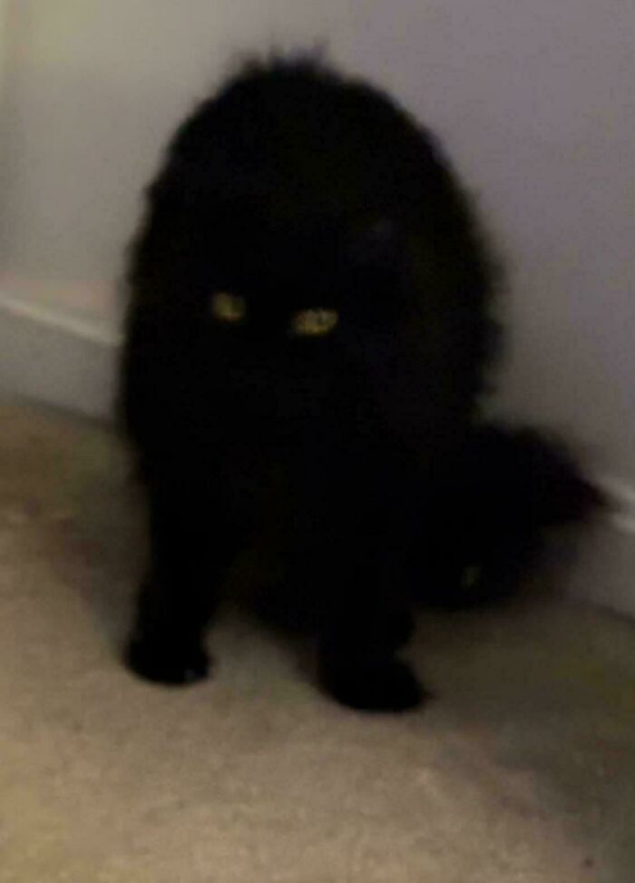 Blurry image of a black cryptid cat with glowing yellow eyes sitting near a corner on a carpeted floor.