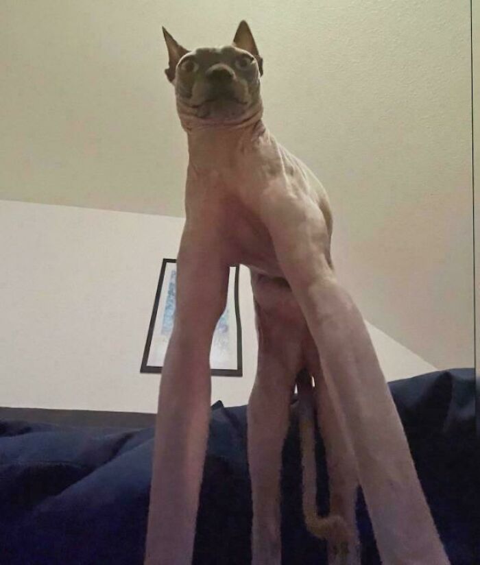 Hairless cat with unusually long legs standing on a couch, resembling a cryptid cat in a surreal home setting.