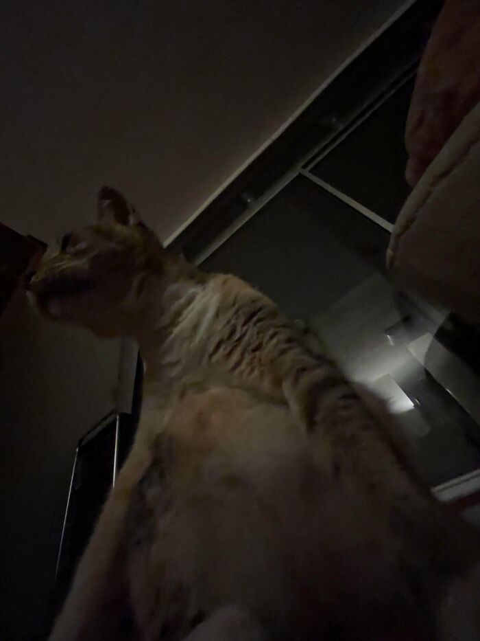 Cryptid cat with unusual appearance in dimly lit indoor setting, creating a mysterious and eerie atmosphere.