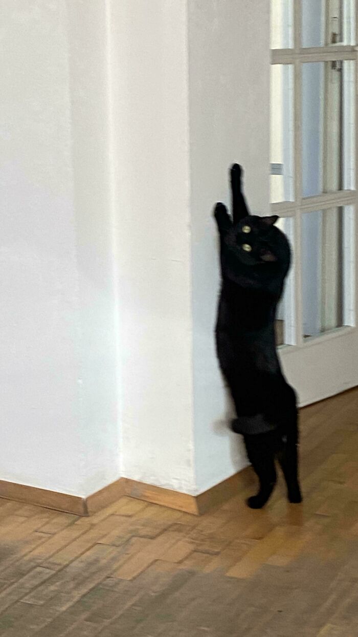 Black cryptid cat standing on hind legs with front paws stretched up against a white wall near a glass door.