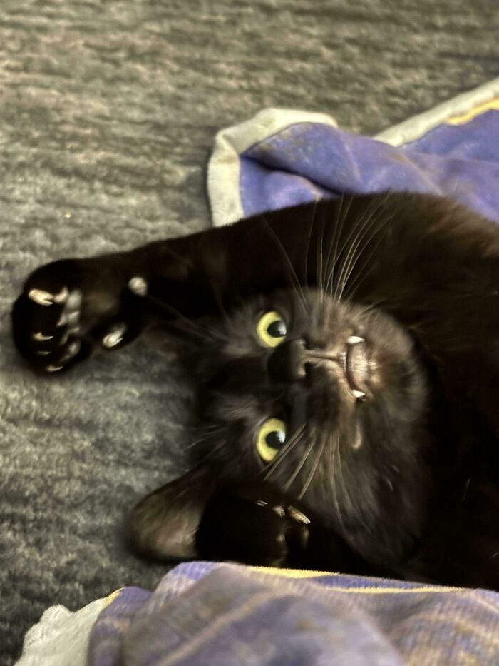 Black cryptid cat lying on its back with paws raised, showing bright yellow eyes and small fangs on a soft surface.