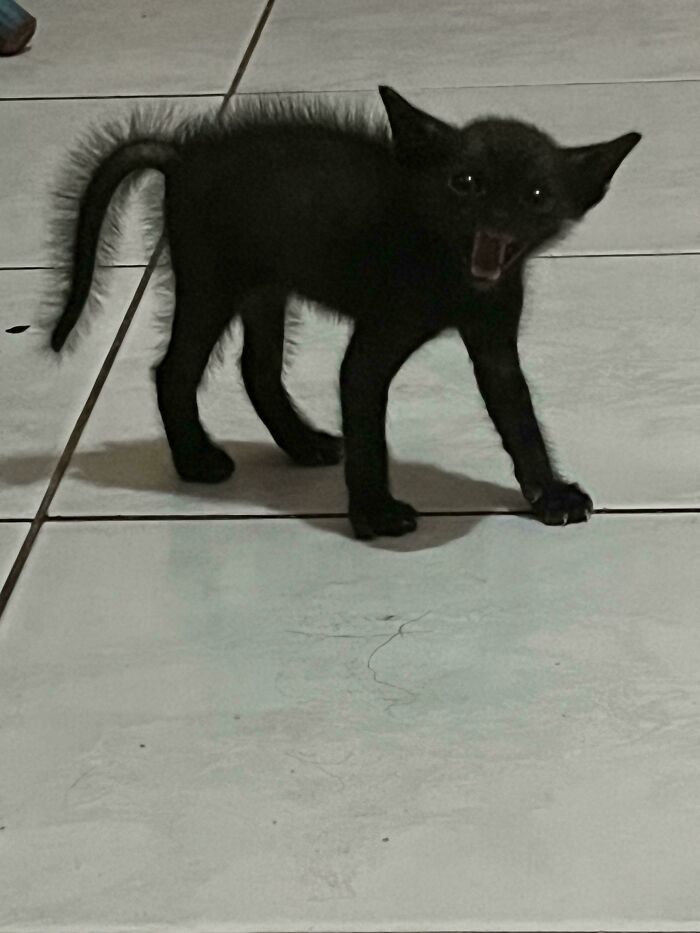 Black cryptid cat standing on tiled floor with its fur raised and mouth open in a defensive posture.