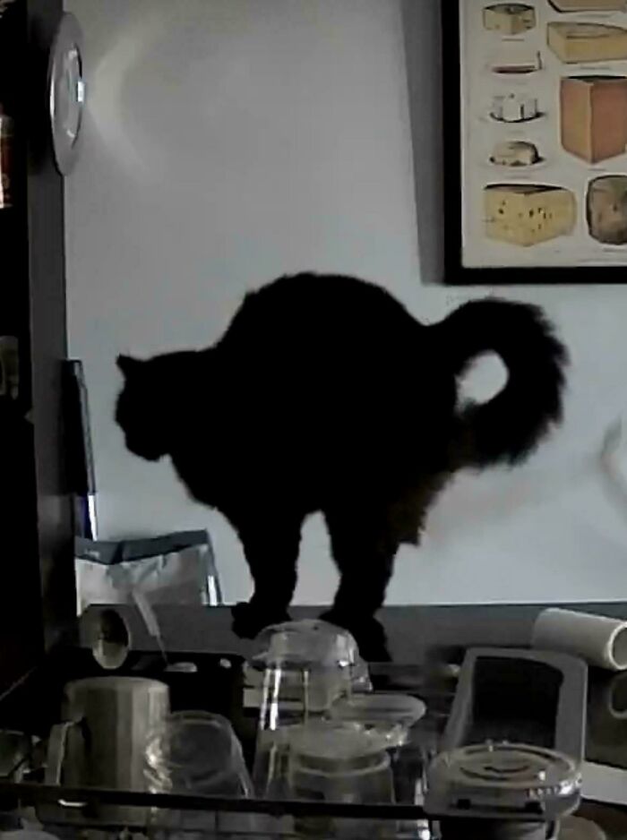 Black cryptid cat arching its back on a kitchen counter near glassware and household items in dim lighting.
