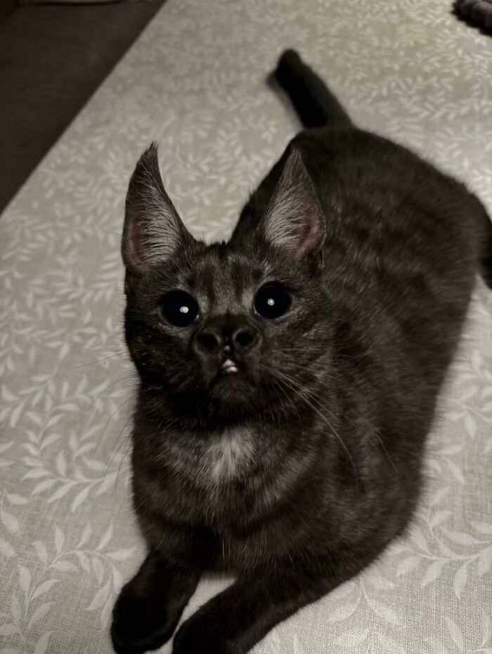 A dark cryptid cat with large eyes and unique facial features lying on a patterned light-colored surface.