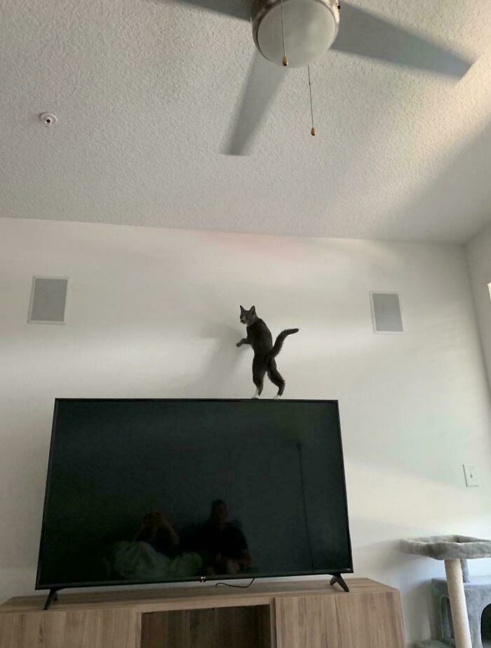 Gray cryptid cat standing on hind legs on top of a TV in a living room with a ceiling fan above.