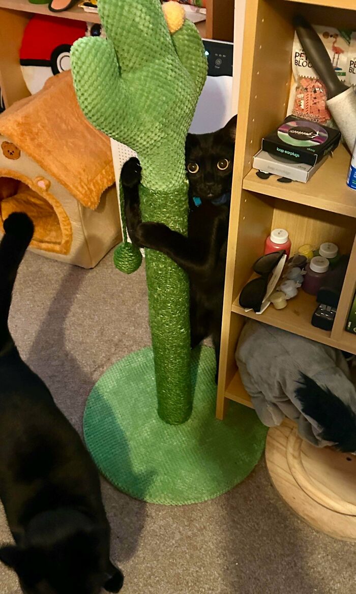 Black cryptid cat hiding behind a green cactus-shaped scratching post in a cozy indoor setting.