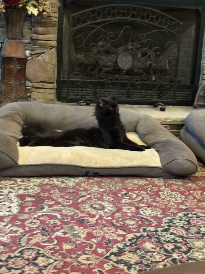 Black cryptid cat with long fur lounging on a gray pet bed in front of a stone fireplace indoors.