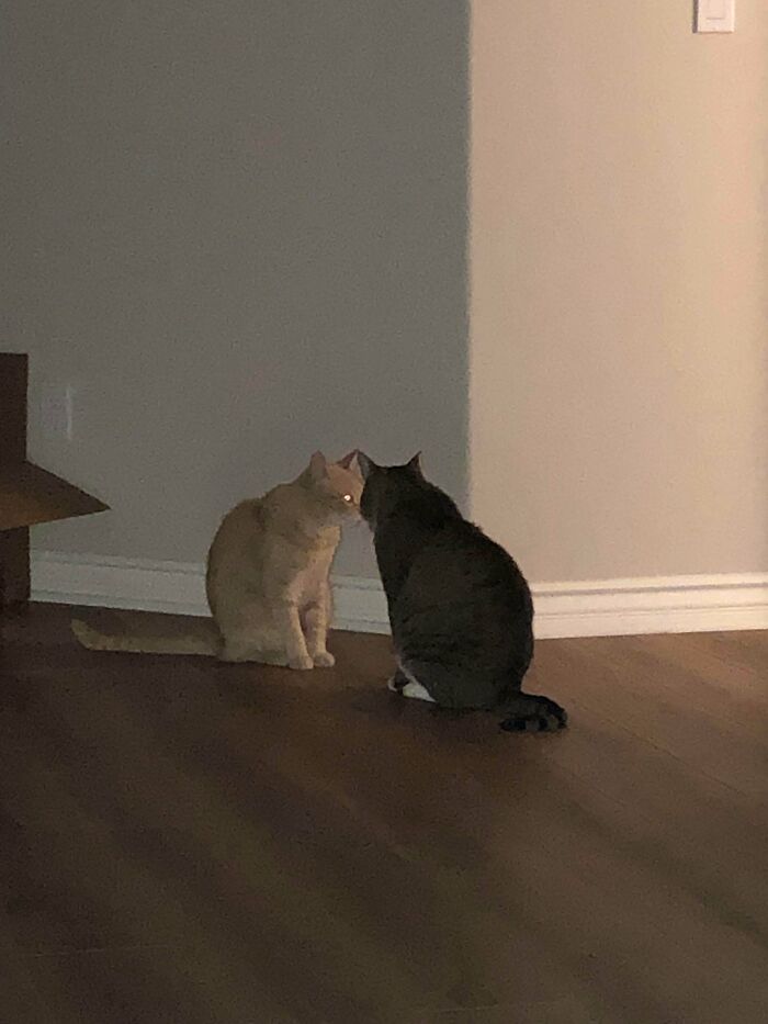 Two cryptid cats facing each other on a wooden floor in a dimly lit room, one with glowing eyes.