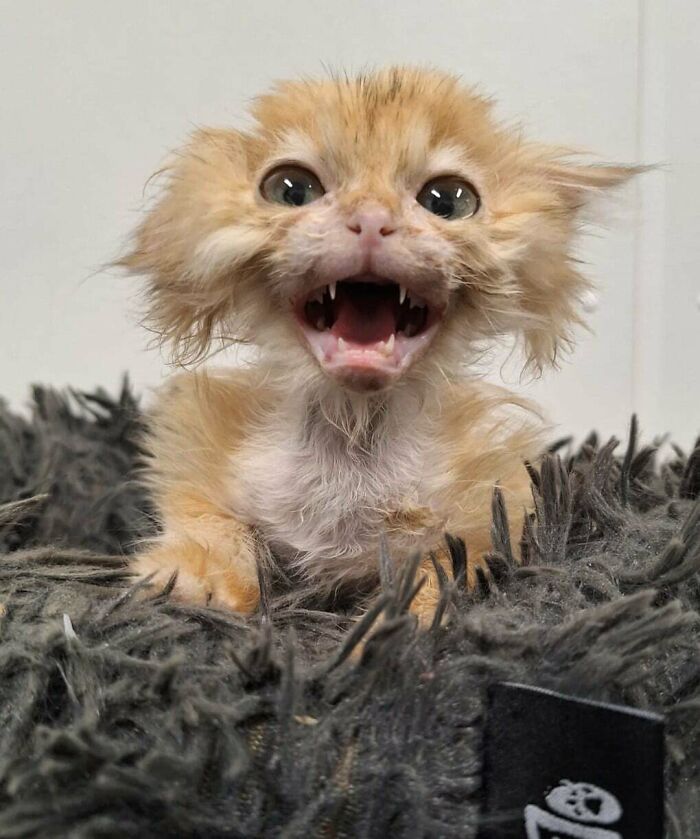 Fluffy cryptid cat with wide eyes and open mouth showing sharp teeth, sitting on a dark textured surface.