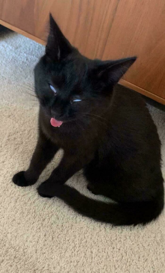 Black cryptid cat with rolled-back eyes and tongue sticking out, sitting on carpet near wooden furniture.