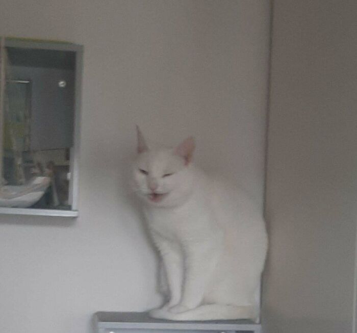 White cryptid cat sitting on a ledge indoors with a mysterious expression, blending into the pale wall background.