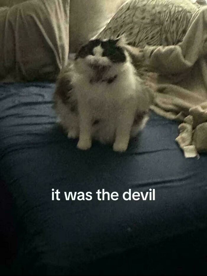 Fluffy cryptid cat on a bed with dark markings, captioned it was the devil, suggesting mysterious behavior.