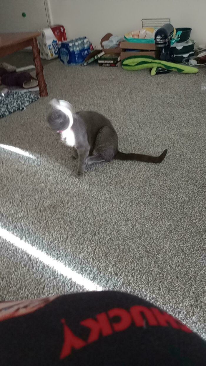 Gray cryptid cat with a blurred spiral head effect sitting on a carpeted floor in a cluttered room.