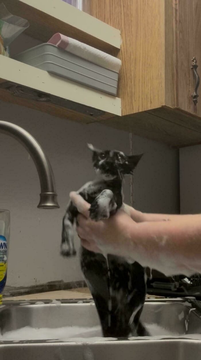 Person holding a soaked cryptid cat above a kitchen sink filled with foamy water during a bath session indoors.