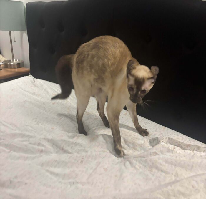 Siamese cat with arched back standing on a bed, showcasing an unusual pose fitting cryptid cats theme.