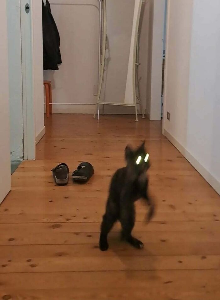 Blurry cryptid cat with glowing eyes standing on wooden floor in a hallway with shoes and a mirror in the background.