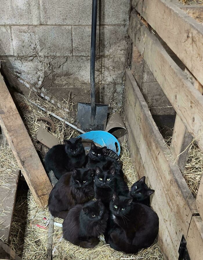Group of black cats gathered closely in a rustic barn setting, resembling a cat council caught in a plotting session.