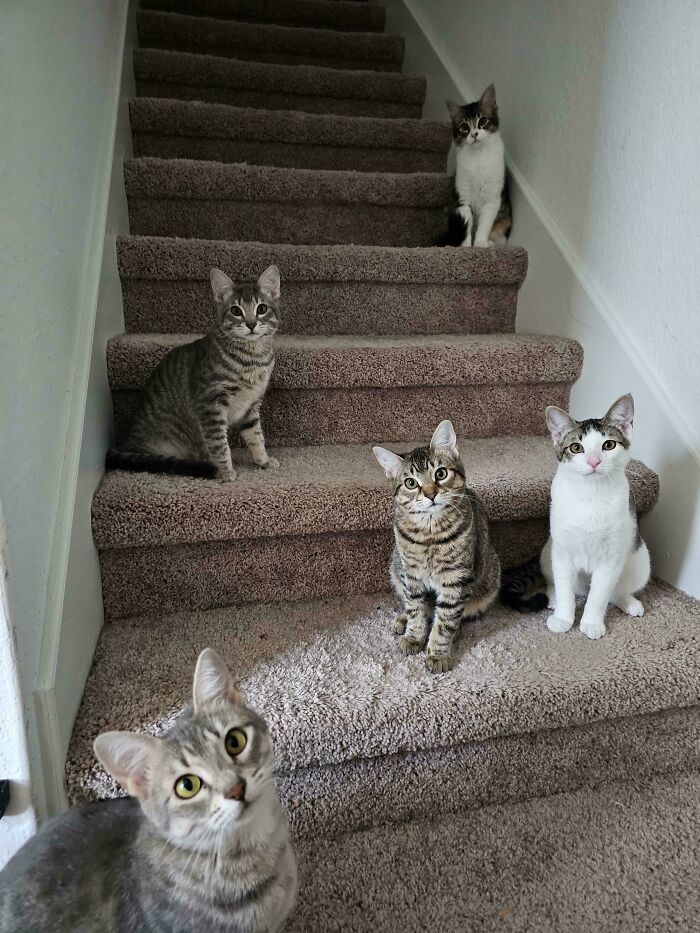 Five cats gathered on carpeted stairs, appearing attentive and curious during a cat councils plotting session.