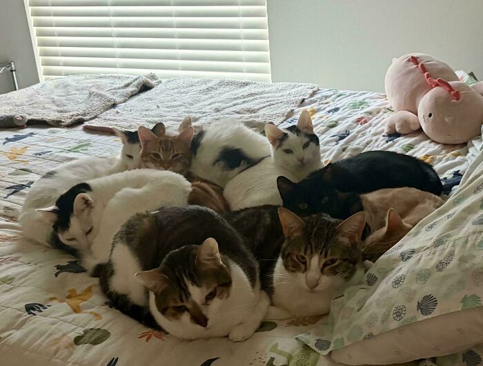 A group of cats gathered closely on a bed, resembling a cat council in a quiet plotting session.