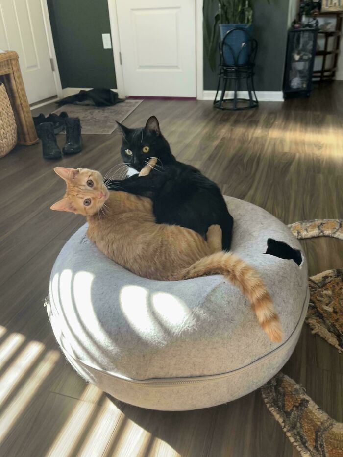Two cats cuddling on a soft round cushion in a sunlit room, a playful moment of cat councils caught plotting.