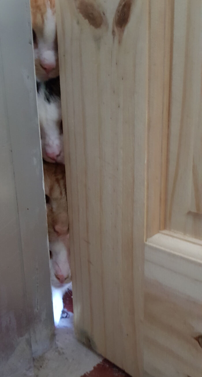 Several cats peeking and squeezed behind a door, appearing to be caught mid plotting session.