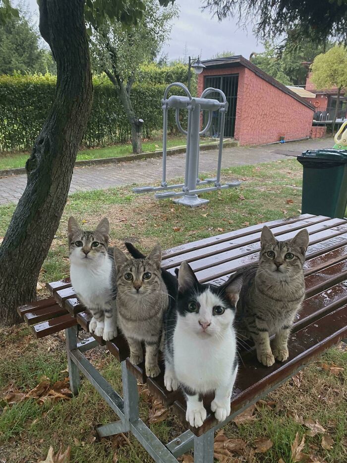 Four cats sitting closely together on a wooden bench in a park, resembling a cat council mid-plotting session.