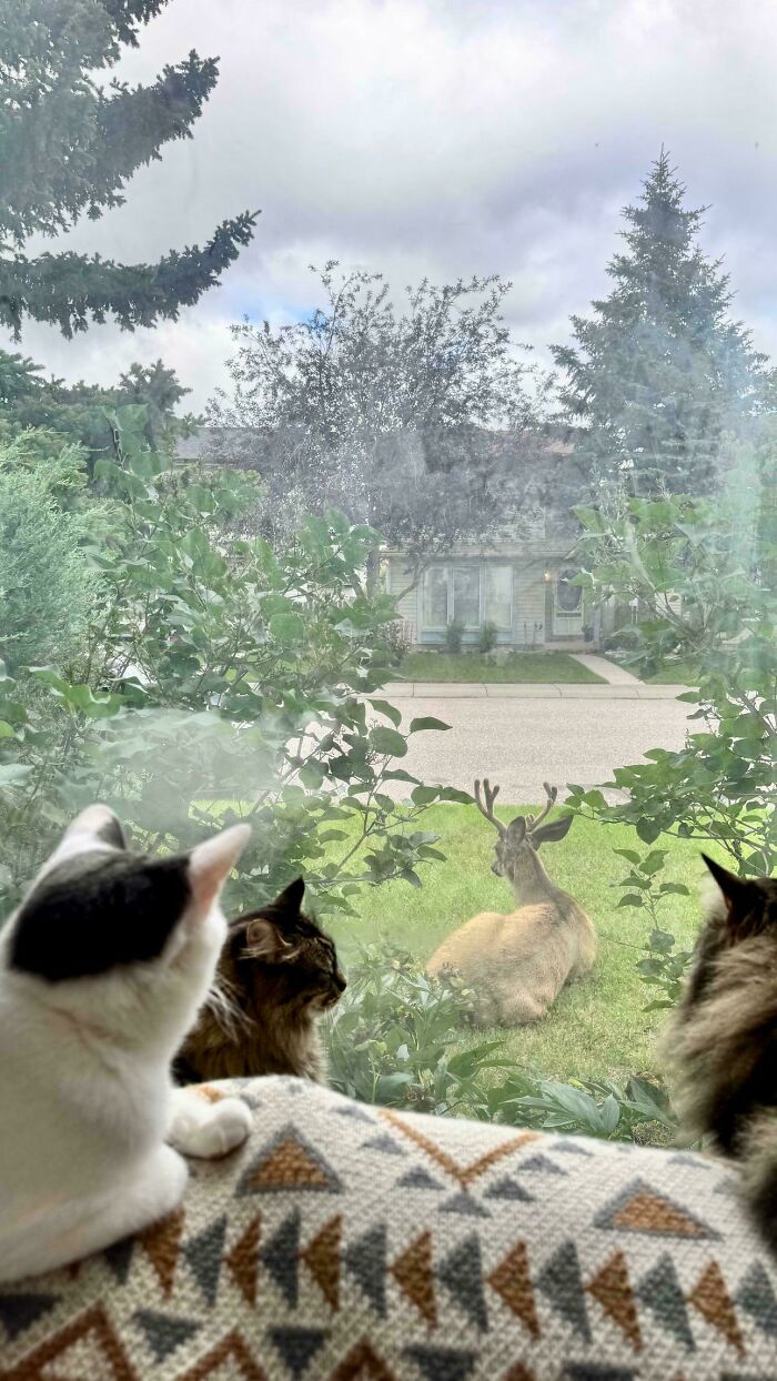 Three cats inside looking out a window at a deer, captured in a cat councils plotting session setting.
