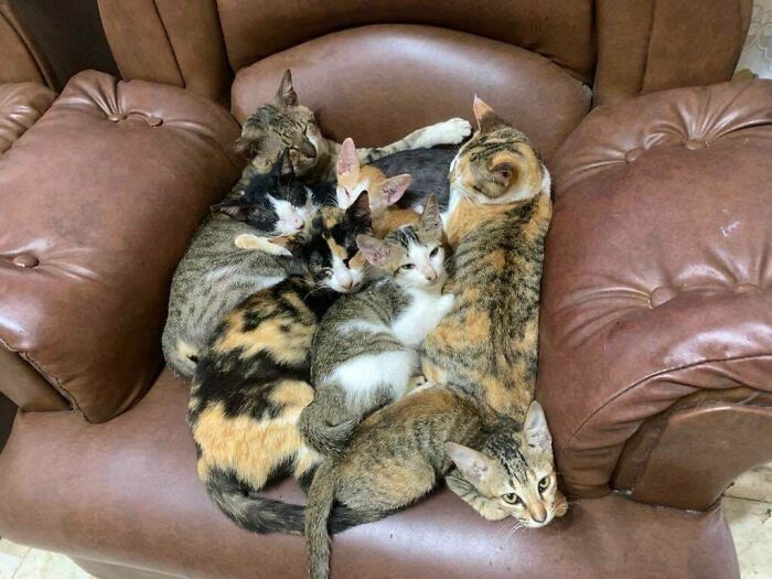 Seven cats gathered closely on a brown armchair, appearing like a cat council in a cozy plotting session.