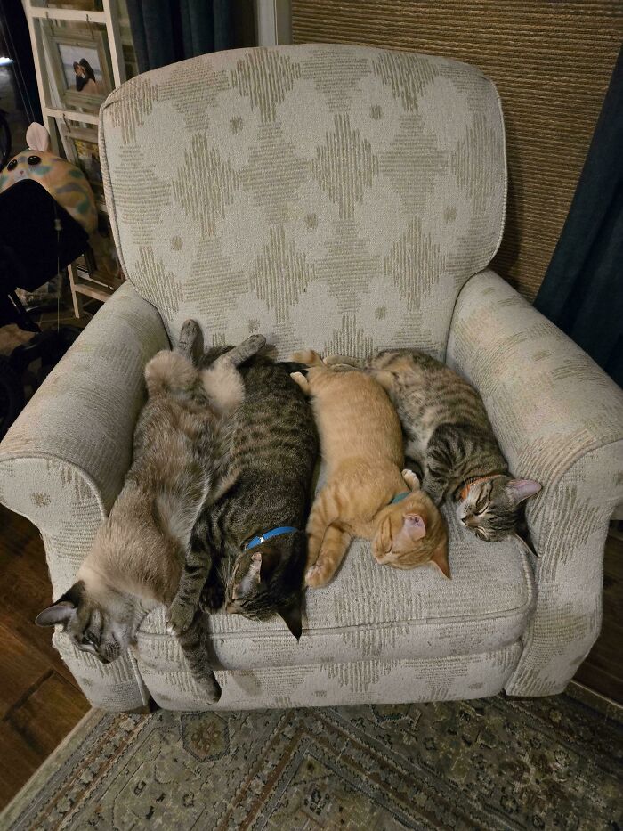 Four cats lying closely together on a patterned armchair, resembling a cat council in a cozy setting.