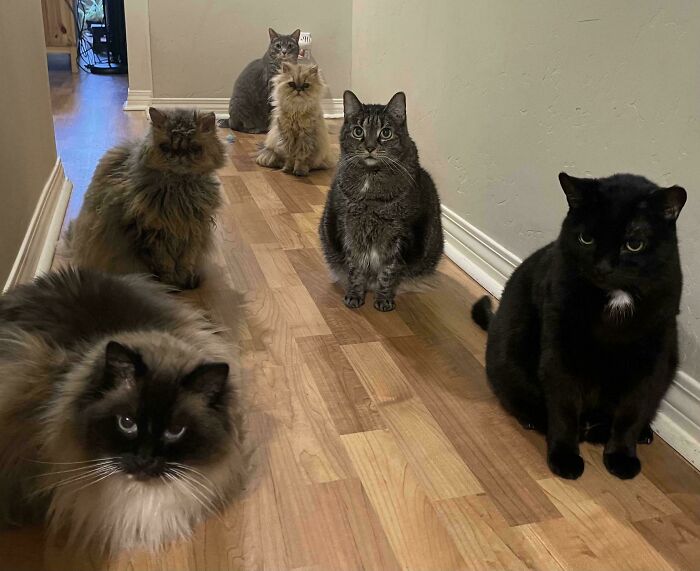 Several cats sitting in a hallway, forming a cat council in a plotting session with focused expressions.
