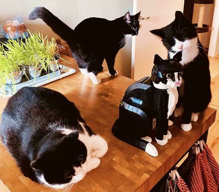 Three black and white cats, including one Lego cat, seemingly engaged in a cat councils plotting session on a wooden table.