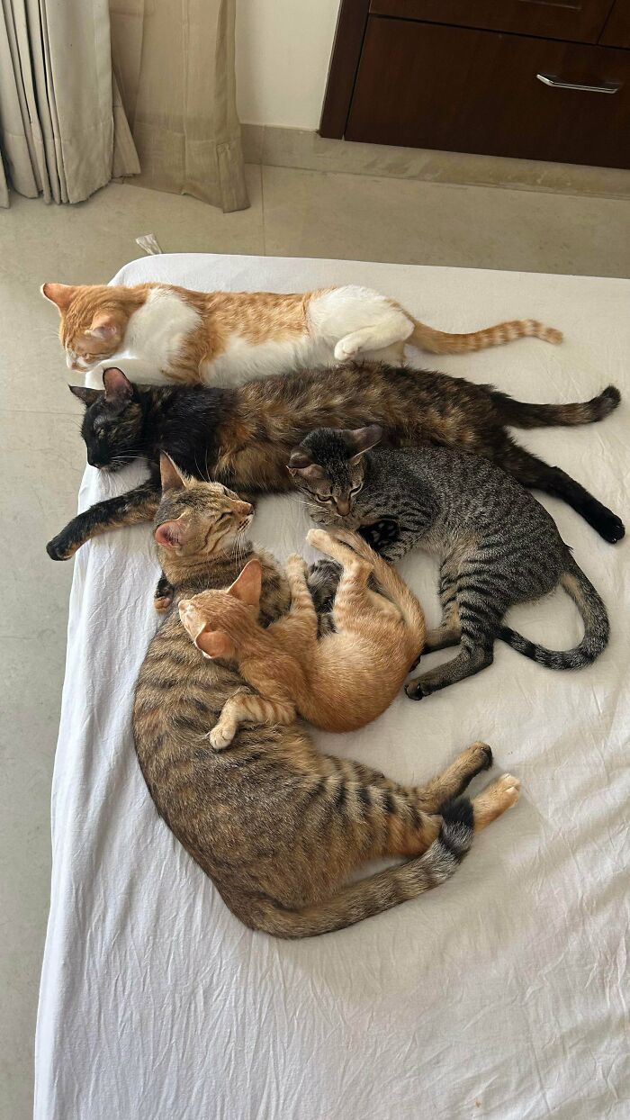 Five cats lying closely together on a bed resembling a cat council caught mid-plotting session.