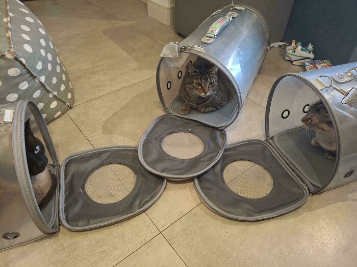 Three cats inside transparent containers arranged in a circle, appearing to hold a cat council plotting session indoors.