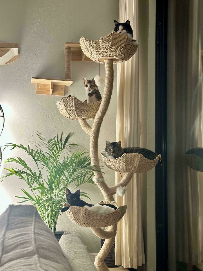 Four cats lounging in a cat tree, appearing as a cat council caught midway through a plotting session indoors.