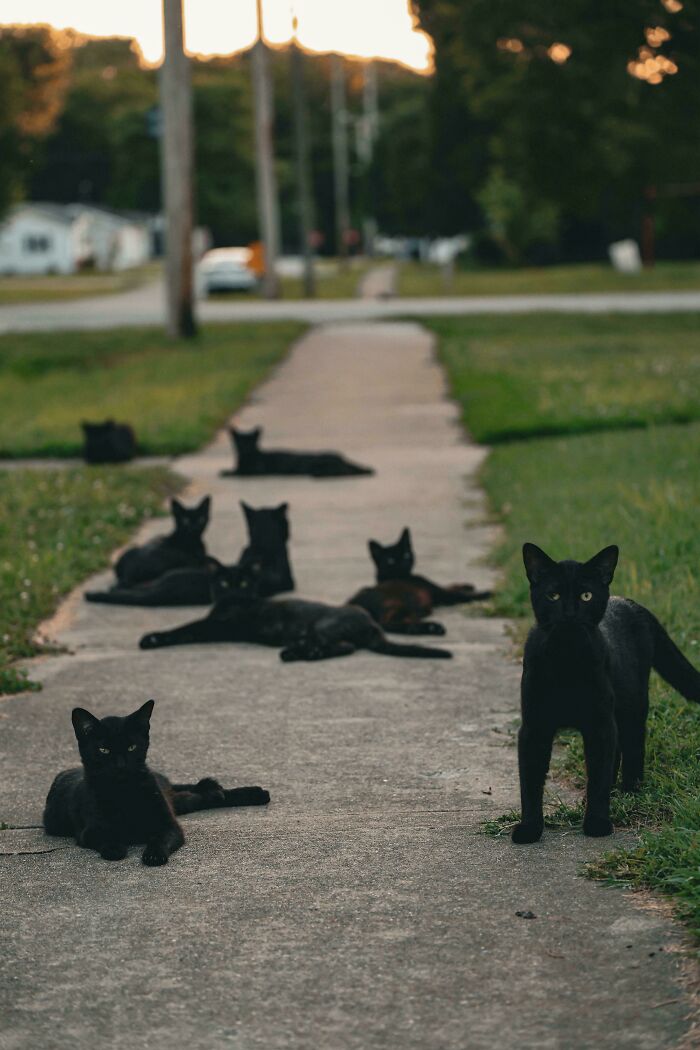 Group of black cats on a sidewalk gathered in a council-like formation during a quiet outdoor plotting session.