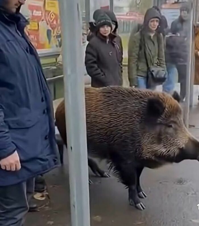 Wild boar standing at a bus stop surrounded by people in winter coats, a funny Eastern European meme moment.