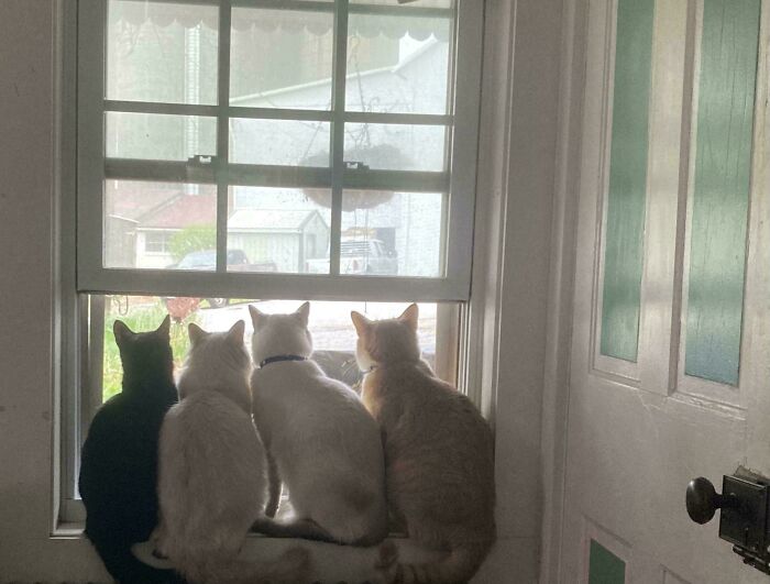 Four cats sitting on a windowsill, facing outside, appearing to be caught in a cat councils plotting session.