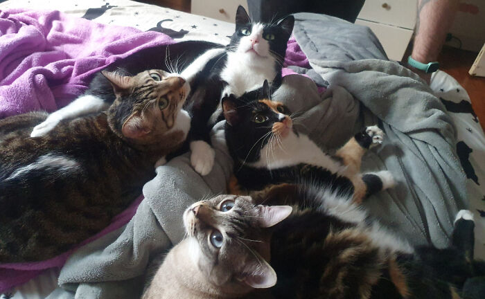 Four cats lounging together on a bed, seemingly caught in a moment of a cat council plotting session.