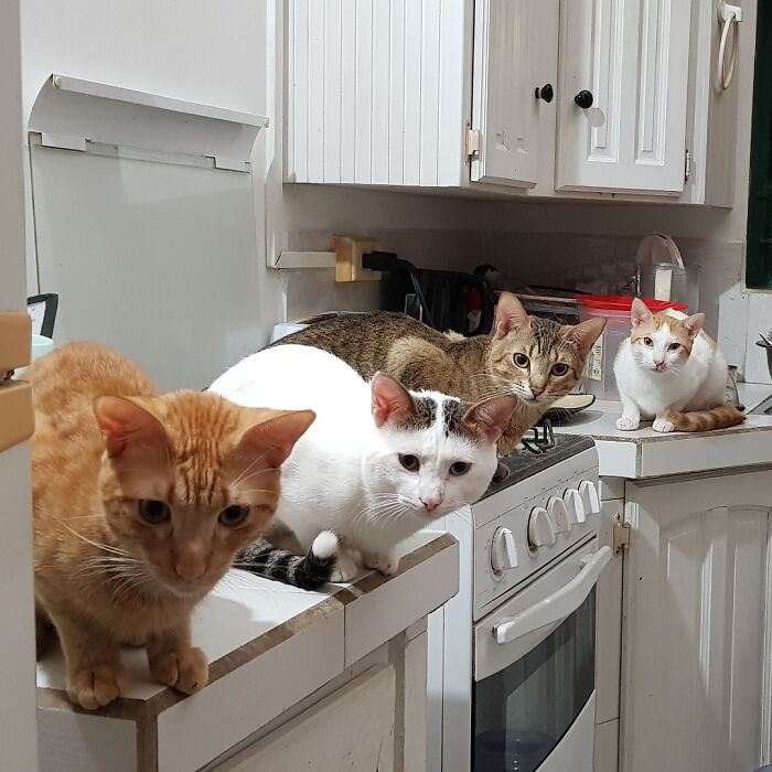 Four cats gathered in a kitchen, caught mid-plotting during a cat councils meeting on countertops and stove area.