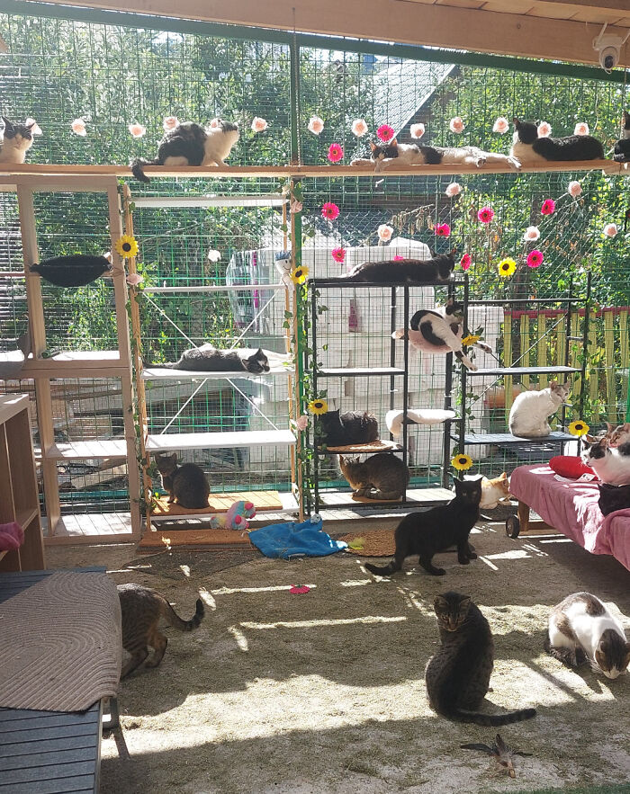 Multiple cats gathered in a sunlit enclosure, lounging and interacting during a cat councils plotting session.