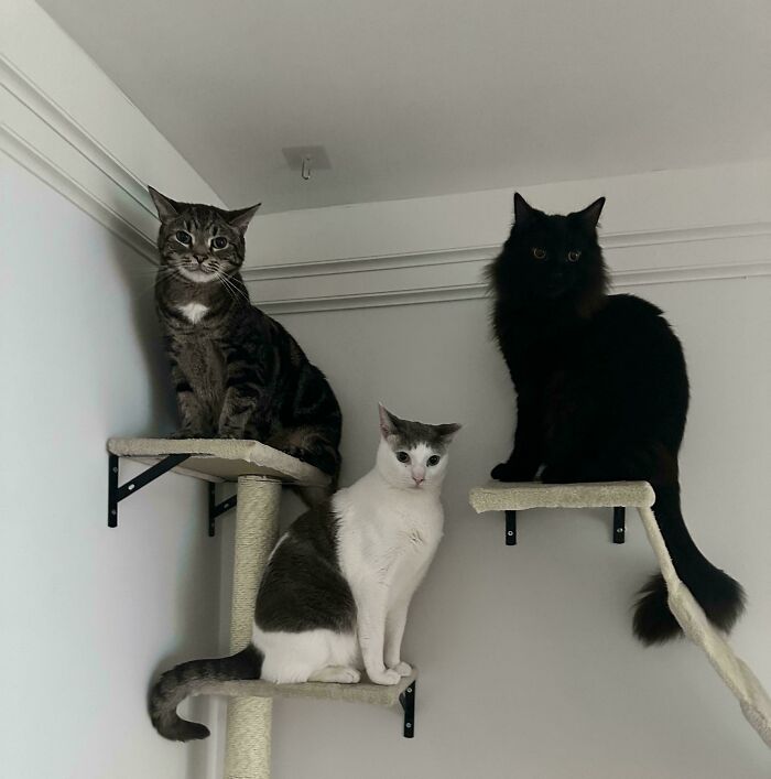 Three cats on wall-mounted shelves, appearing attentive and gathered as if in a cat council plotting session.